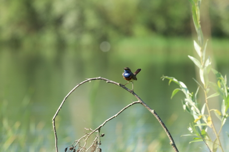 Vogel fotografie