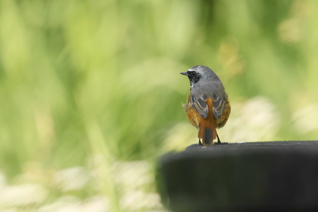 Gekraagde Roodstaart