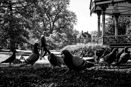 Stadsduiven aan de scharrel