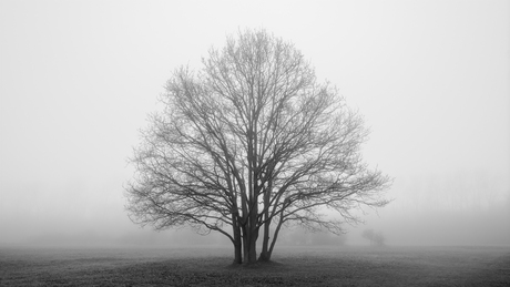 Eenzaam in de mist