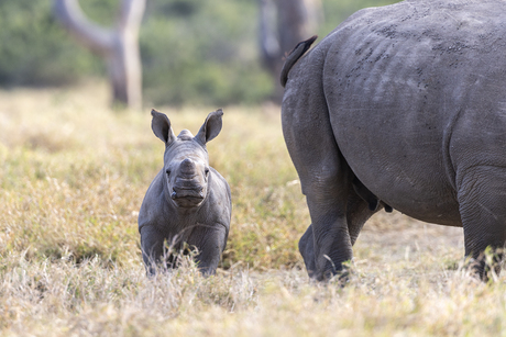 Baby neushoorn