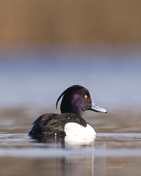 In het zonnetje is vrijwel niets zwart/wit