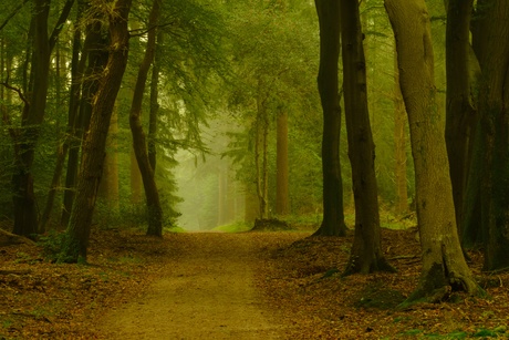 Mistige ochtend in het bos