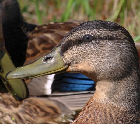 Madame canard au soleil.