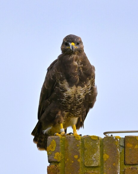 Buizerd