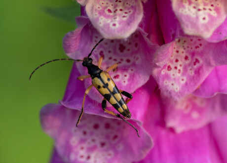 insect op vingerhoedskruid