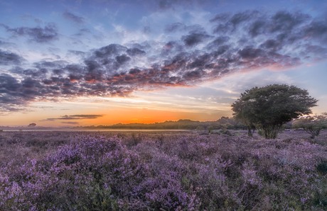 Zonsopkomst op de heide