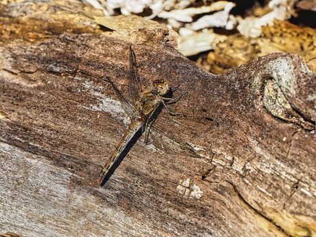 Bruinrode heidelibel