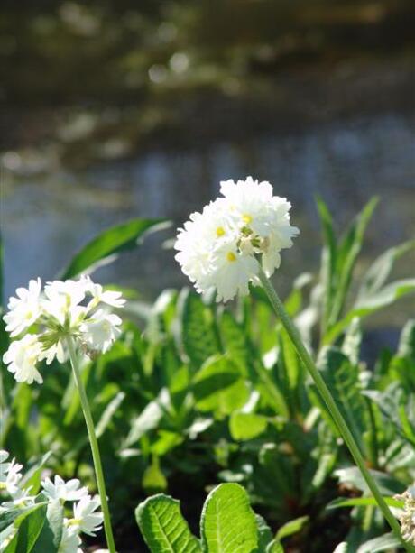 wit in de lente zon