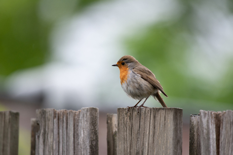 Trouwe Tuinbewoner