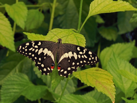 Papilio Demoleus