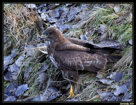 buizerd