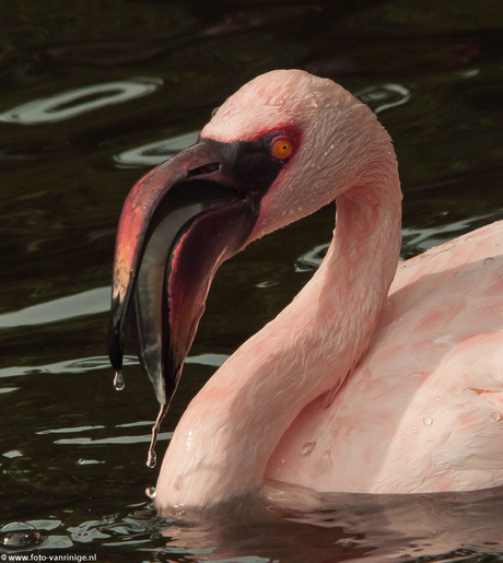 Dwergflamingo