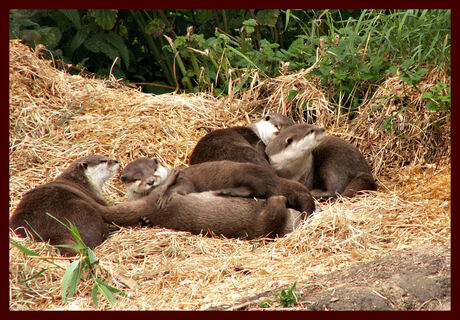 Jonge otters