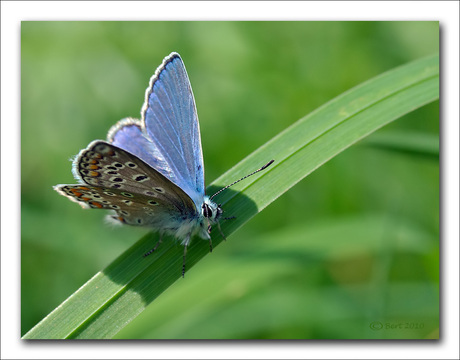 Het laatste blauwtje