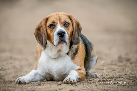 Beagle