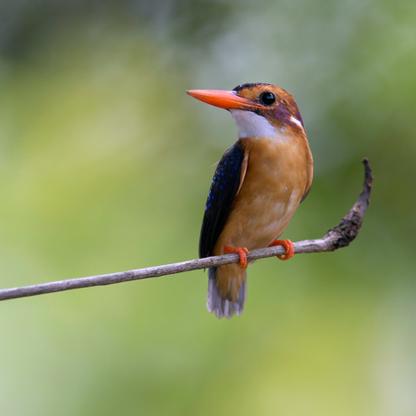 African Pygmy Kingfisher