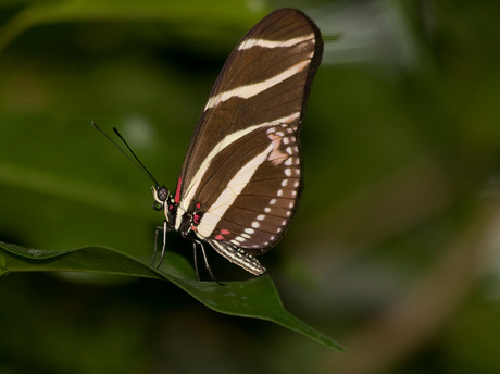 vlinder op een blad