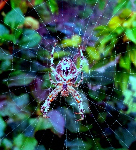 spinnenweb in kleur