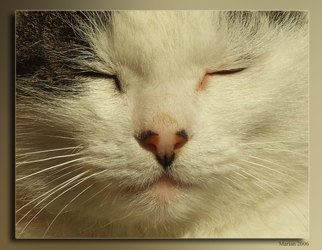 Welterusten