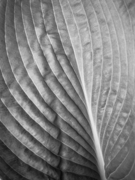 Hosta