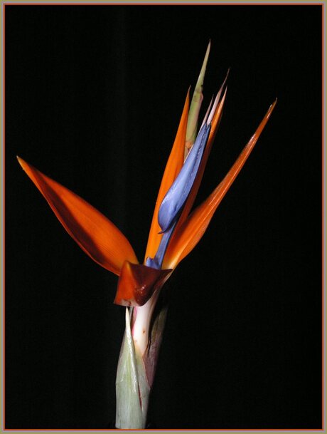 strelitzia reginae(paradijsvogelbloem)