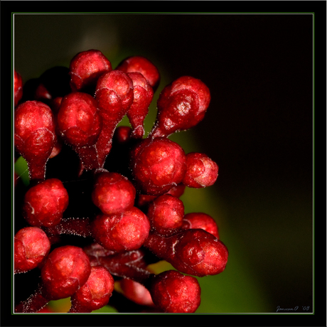 Macro Skimmia