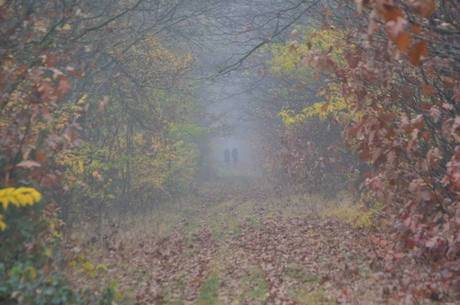 Mist en herfst mystiek