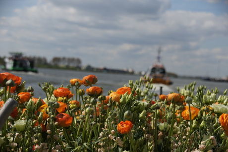 Oranje boven