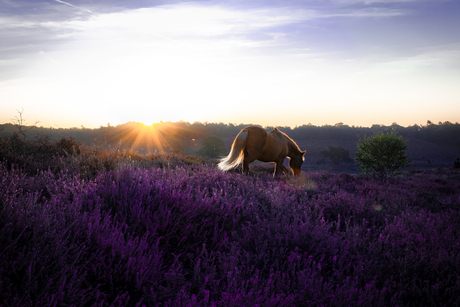 Sunrise at Posbank