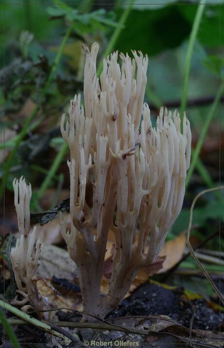 Rechte koraalzwam (Ramaria stricta)