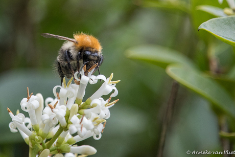 Op de liguster bloemetjes