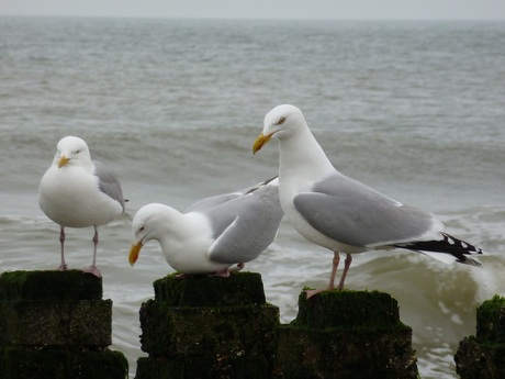 Chillen in Domburg