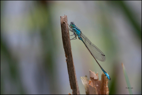 Blauwe waterjuffer