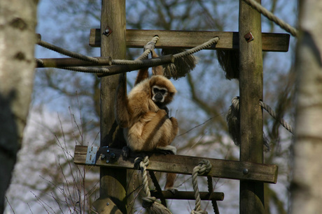 Dierenpark Emmen - Aapje