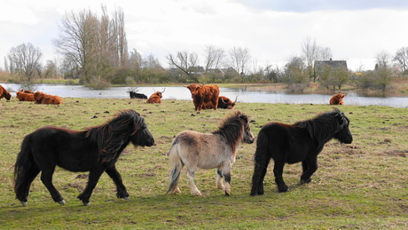 Ponny's en Schotse hooglanders