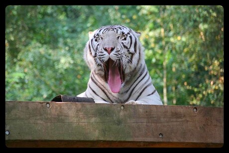 Ben zoooooooooo moe (1)