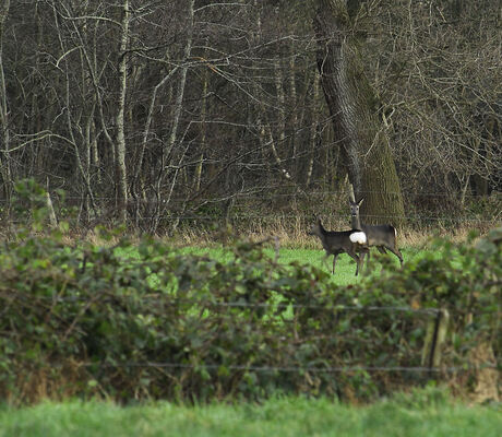 Nogmaals dezelfde reeën in een ander weiland