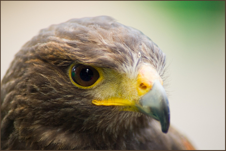 woestijnbuizerd