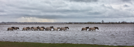 Konikpaarden op weg naar gras