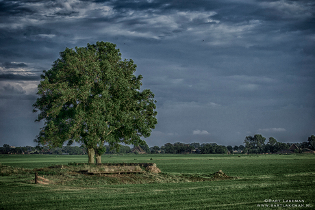 Lonely tree