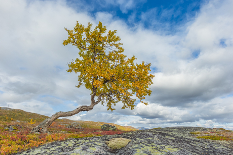 Herfstboom