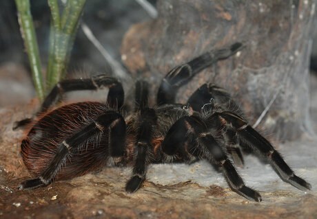 Chileense Vogelspin.