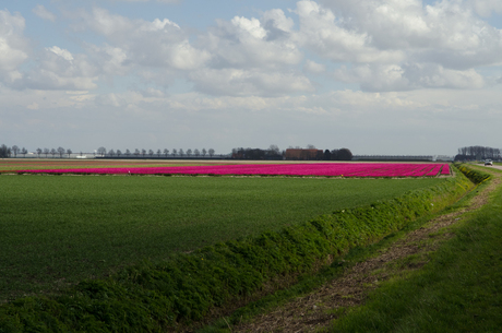 omgeving Castricum