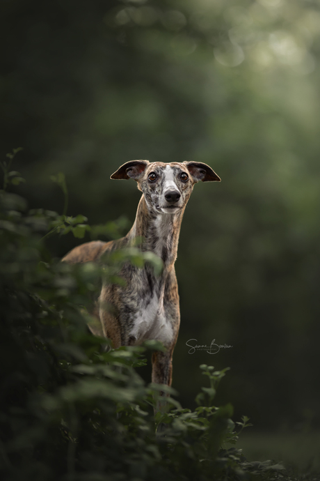 Whippet in het bos