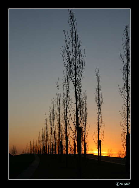 Sunset trees