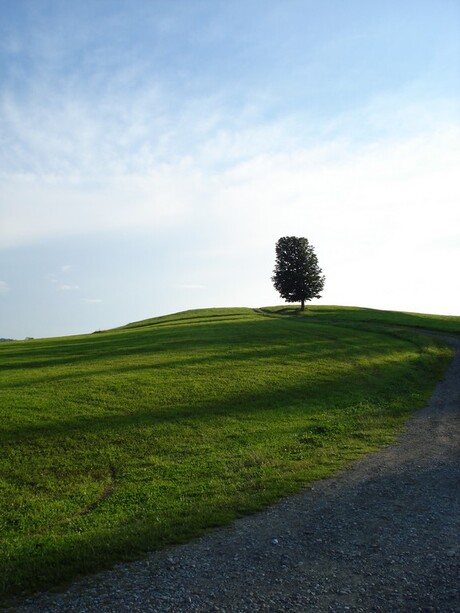 Lonely Tree