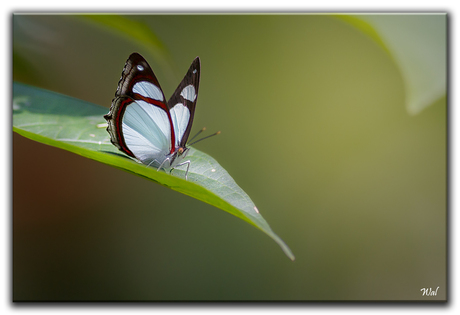 Vlinders Peru
