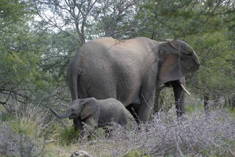 Krugerwildpark, Z.Afrika
