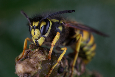Duitse wesp (vespula germanica)